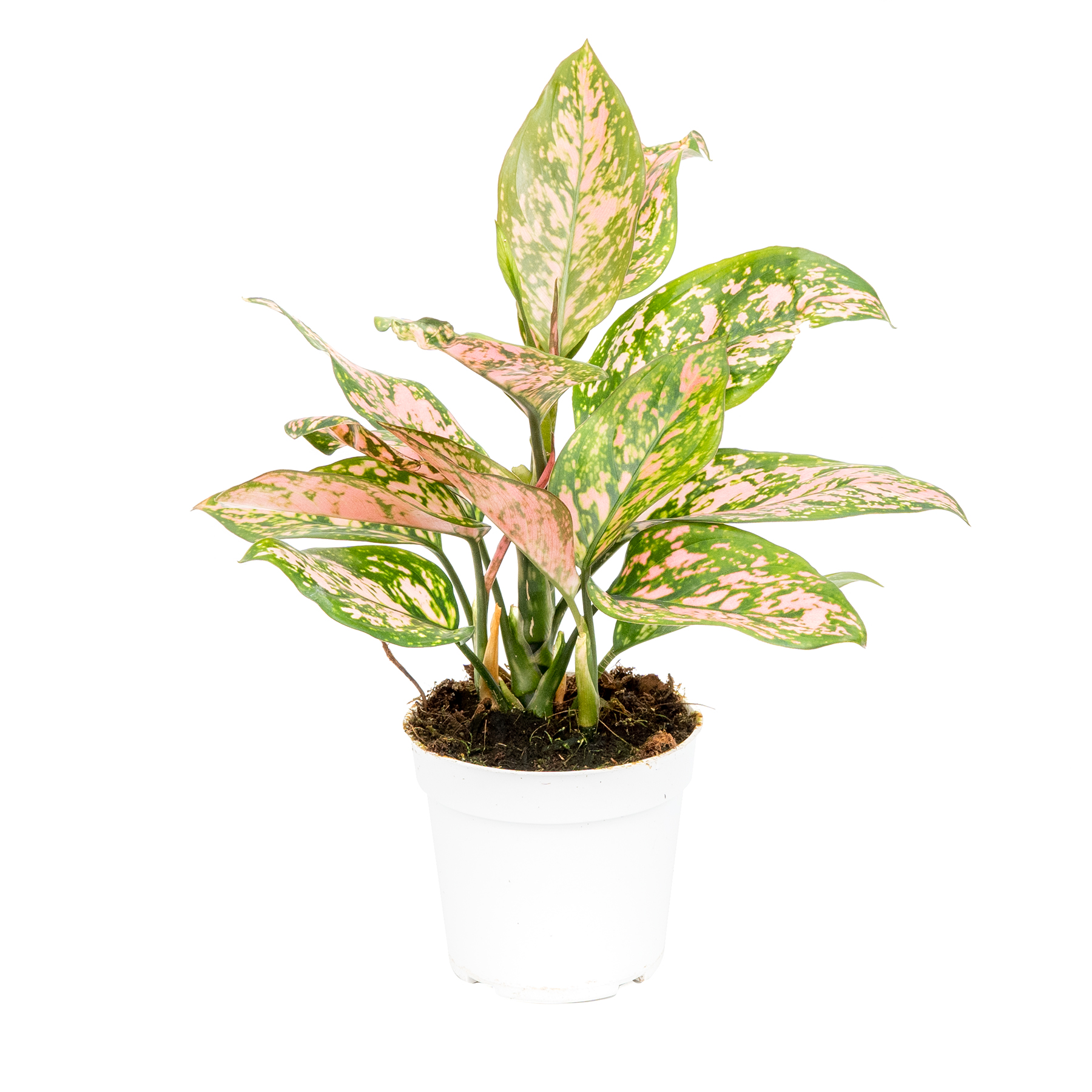  Aglaonema  Lady  Valentine  Favonian Olive Hill Greenhouses